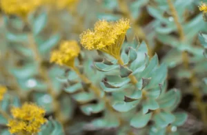 meilleur Rhodiola