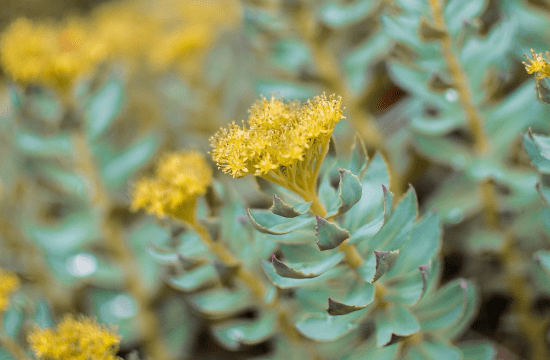 Comment choisir sa Rhodiola ?