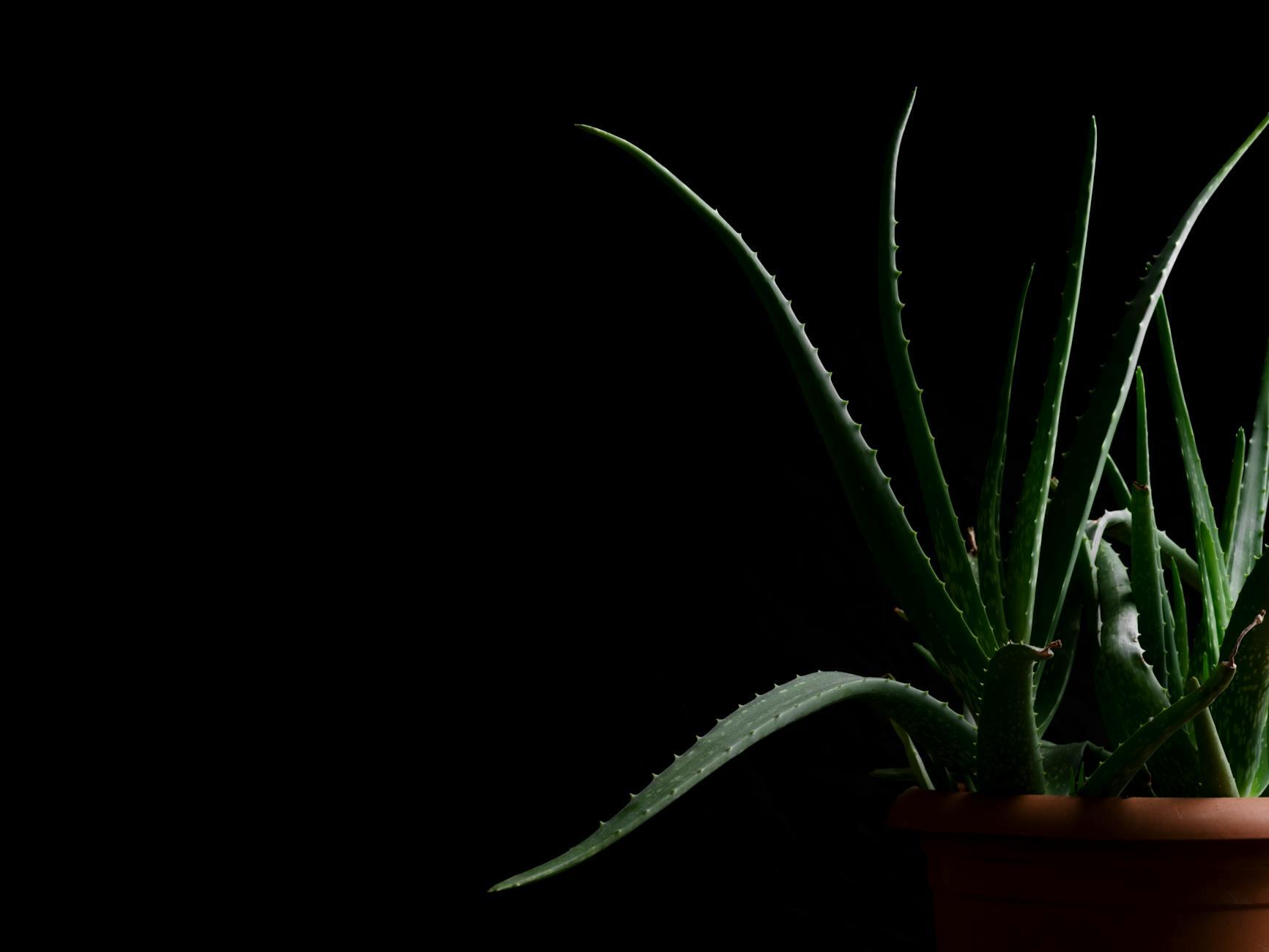 bienfaits gel&eacute;e d'aloe vera &agrave; boire