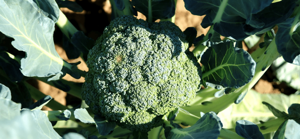 brocoli musculation bienfaits