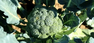 Brocoli Musculation : Bienfaits du Super-Aliment Des Bodybuilders