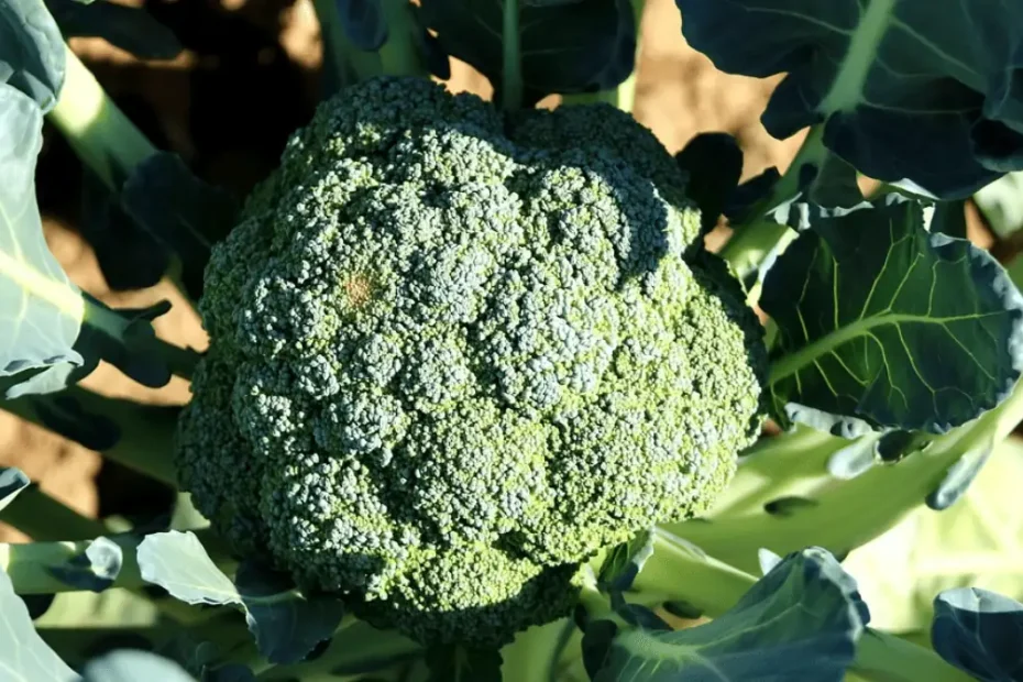brocoli musculation bienfaits