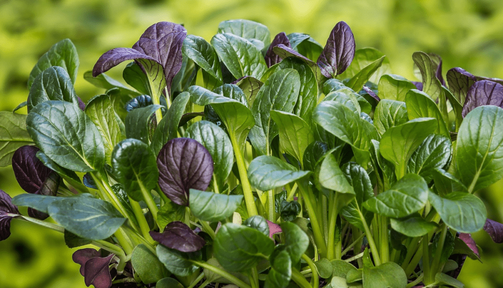 epinard musculation bienfaits