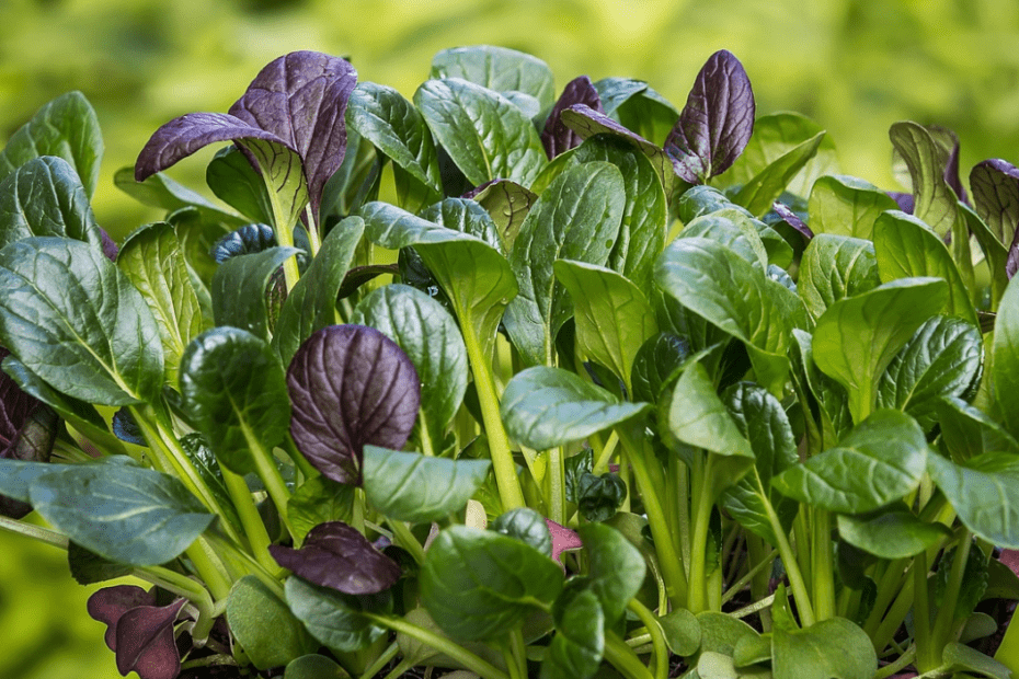 epinard musculation bienfaits