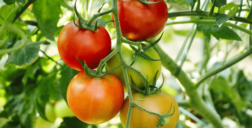 tomate musculation bienfaits