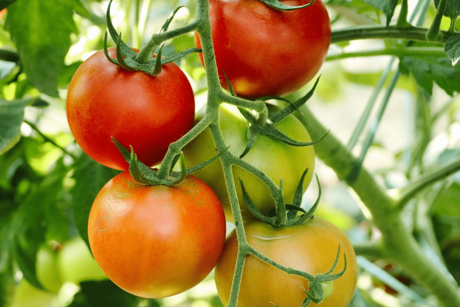 tomate musculation bienfaits
