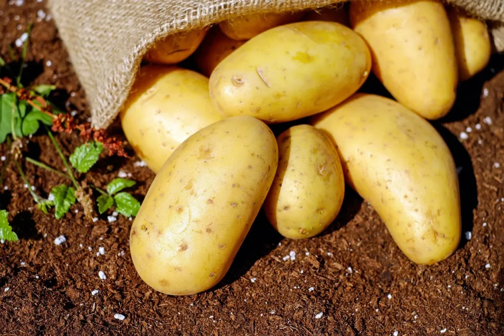 bienfaits pomme de terre
