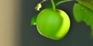 Pomme Musculation : Pourquoi Ce Fruit Booste Vos Performances
