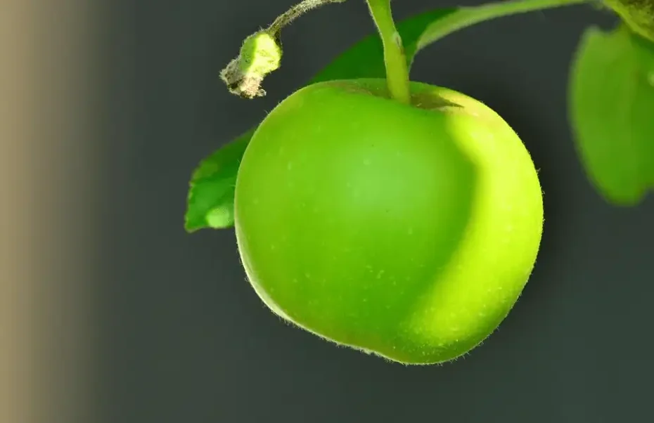 Pomme musculation