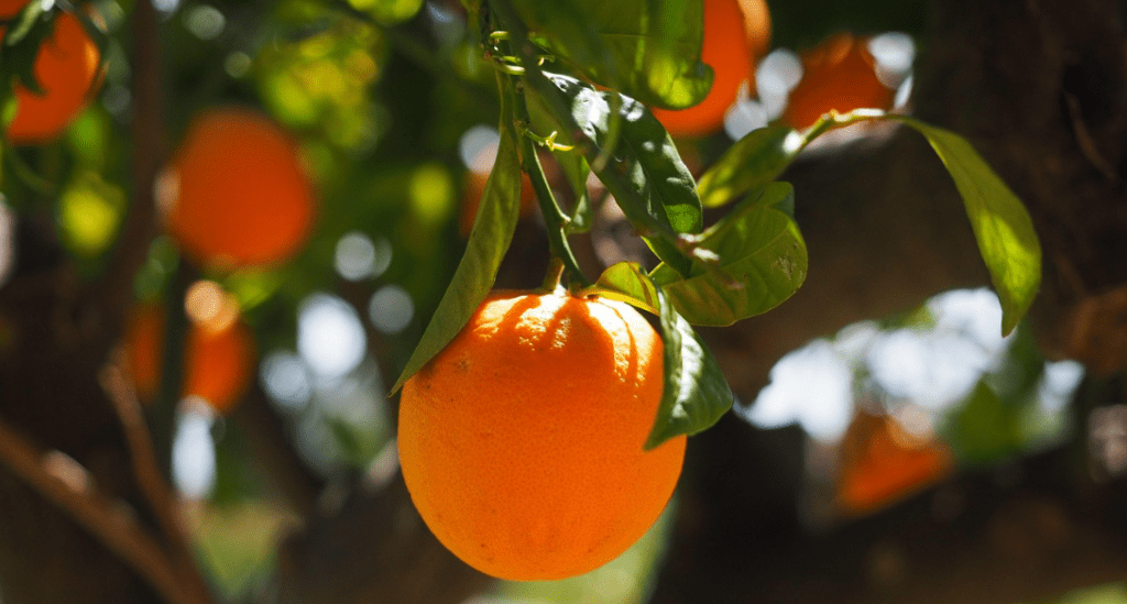 bienfaits orange musculation