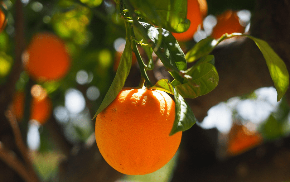 bienfaits orange musculation