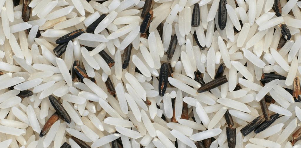 riz musculation bienfaits