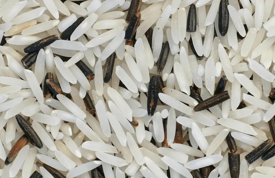 riz musculation bienfaits