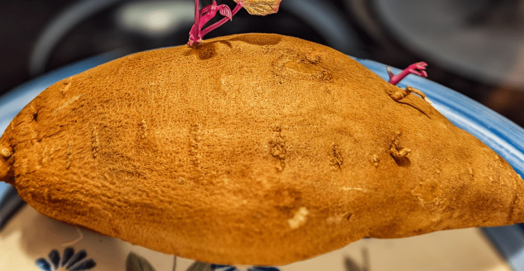 patate douce musculation bienfaits