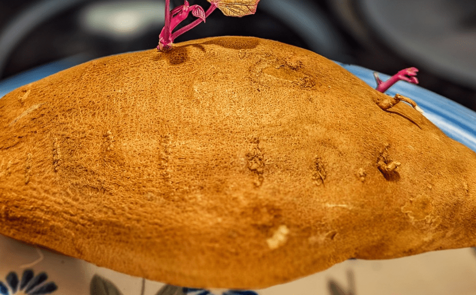 patate douce musculation bienfaits