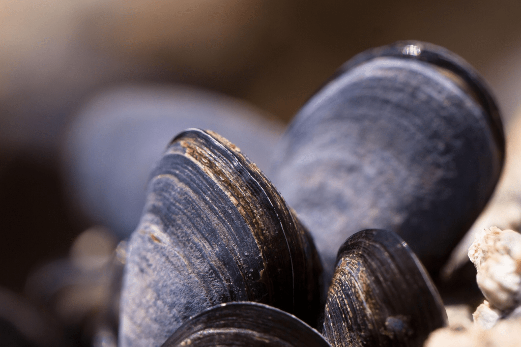 fruits de mer